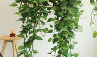 装修去甲醛的植物 装修去甲醛的植物