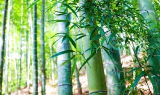 丫丫抓起竹子就开啃 丫丫抓起竹子就开啃