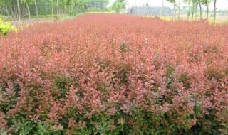 园林绿化苗木价格表