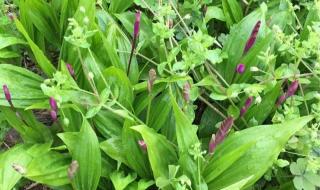 白芨种苗多少钱一公斤 白芨种苗多少钱一公斤